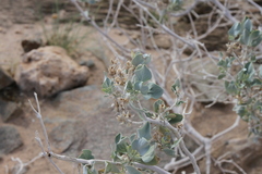 Petalidium variabile