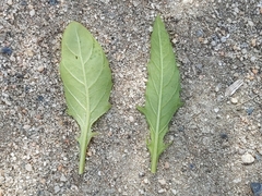 Oenothera speciosa