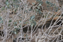 Petalidium variabile