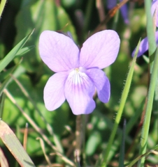 Viola riviniana