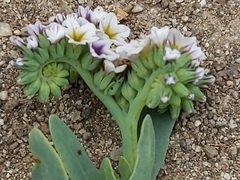 Heliotropium curassavicum
