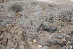 Petalidium variabile