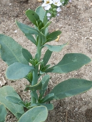 Heliotropium curassavicum