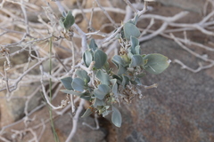 Petalidium variabile