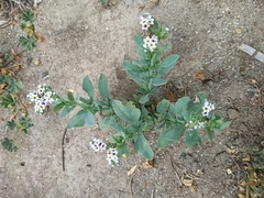 Heliotropium curassavicum