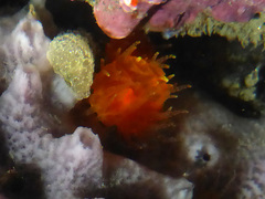 Balanophyllia elegans