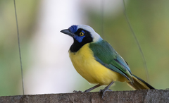 Cyanocorax yncas yncas