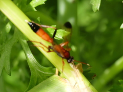 Ctenochares bicolorus