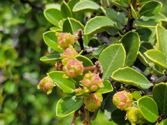 Ceanothus ferrisiae