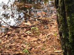 Lithobates maculatus