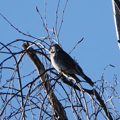 Turdus pilaris