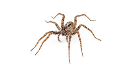 Pardosa lapidicina