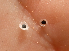 Spergula pentandra