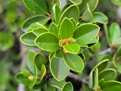 Ceanothus ferrisiae