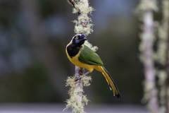 Cyanocorax yncas yncas