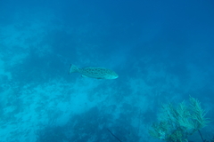 Mycteroperca venenosa