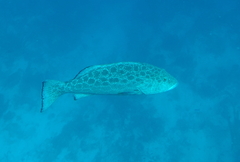 Mycteroperca venenosa