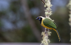 Cyanocorax yncas yncas