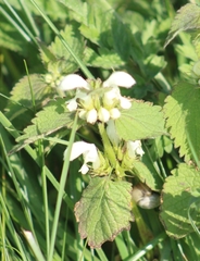 Lamium album