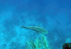 Mycteroperca venenosa