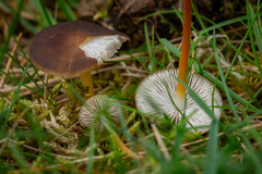 Strobilurus tenacellus