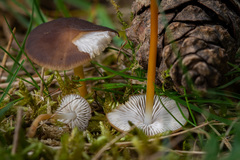 Strobilurus tenacellus