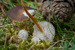 Strobilurus tenacellus