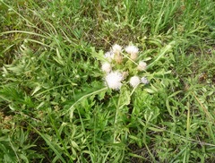 Cirsium roseolum
