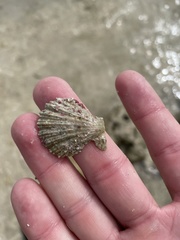 Caribachlamys pellucens