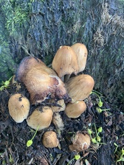 Coprinellus