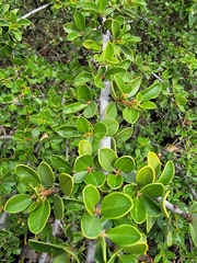 Ceanothus ferrisiae