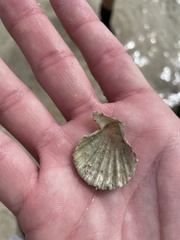 Caribachlamys pellucens