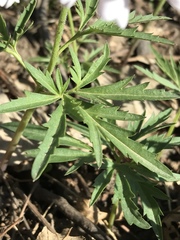 Cardamine concatenata