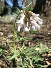 Cardamine concatenata