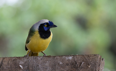 Cyanocorax yncas yncas