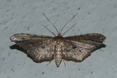 Picrostomastis inductalis