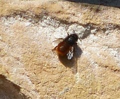 Osmia cornuta