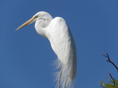 Ardea alba
