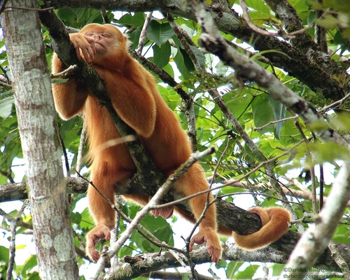 Mantled Howler Monkey