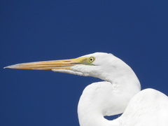 Ardea alba
