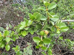 Ceanothus ferrisiae