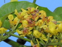 Heteropterys intermedia