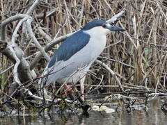 Nycticorax nycticorax
