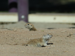 Xerospermophilus tereticaudus