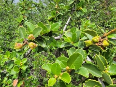 Ceanothus ferrisiae