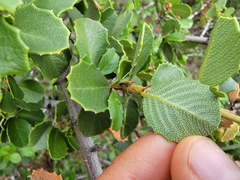 Ceanothus ferrisiae