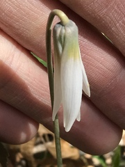 Erythronium albidum