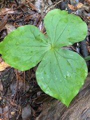 Trillium ovatum