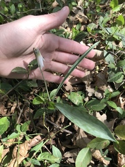 Erythronium albidum