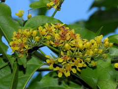 Heteropterys intermedia